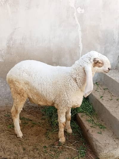 Mundra Dumba Larkana 9 Month