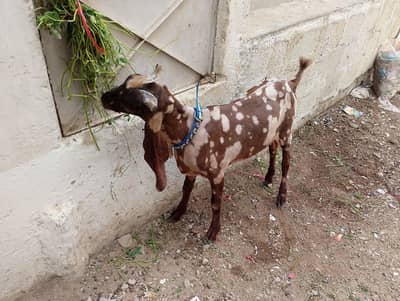 Ajrak Kamori blade Khassi Bakra for sell