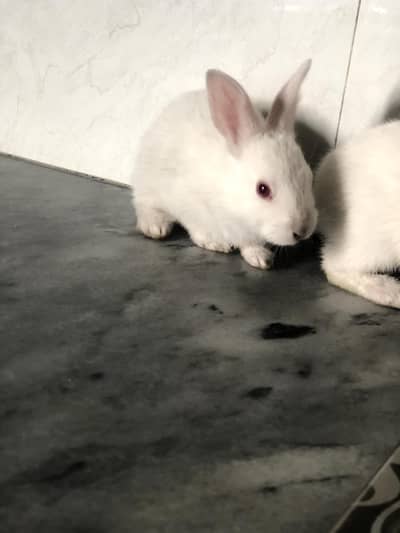 piars of rabbit babies