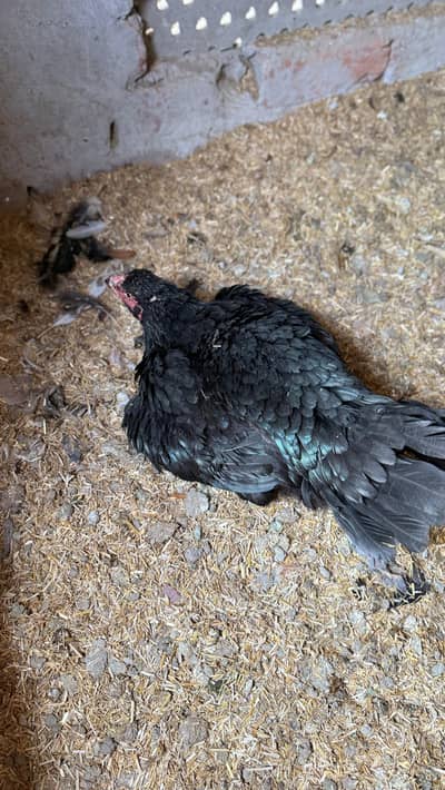 kruk hen available price final ha