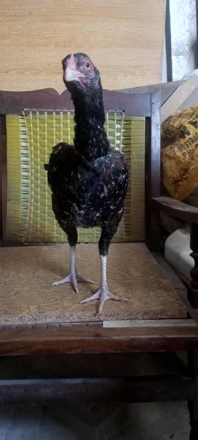 2  cheena patha for sale in reasonable price