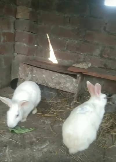 Rabits adult pairs for sale 3 pairs available