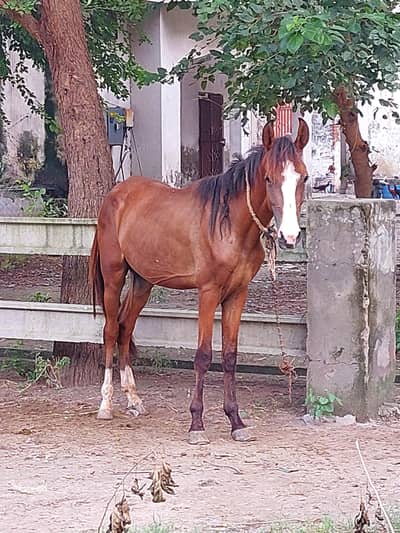 Pure Desi Horse
