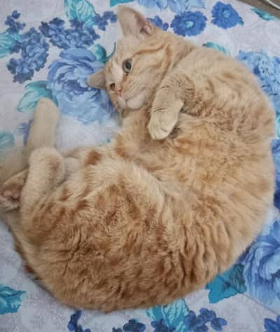 persian cat