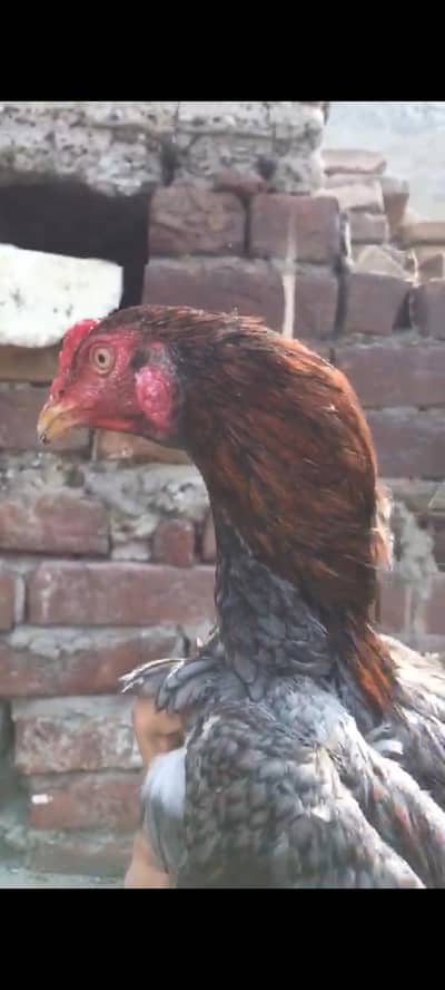 1) slata patha 2)pains×thai patha 3) mushki madi