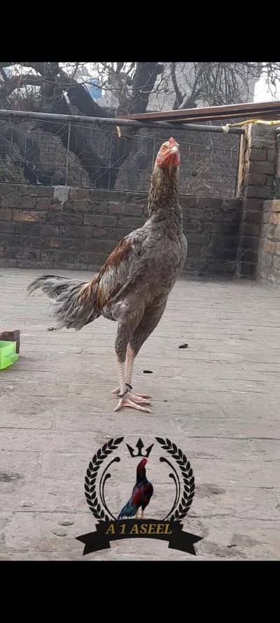 1) slata patha 2)pains×thai patha 3) mushki madi