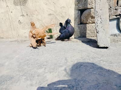 American pair available breder pair  6000