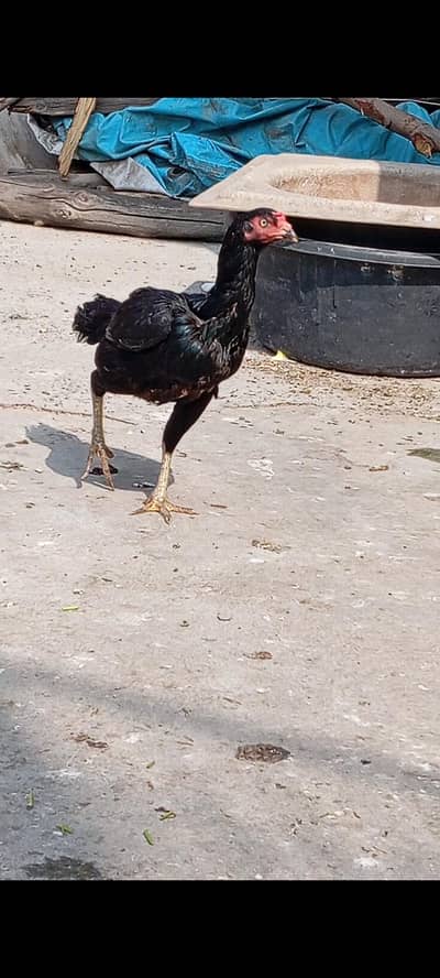 Aseel Thai or Mushki Madi