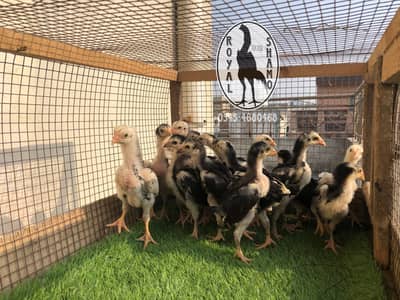 Top quality Black oh shamo chick