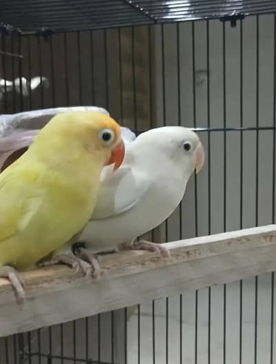 love birds pair sweet pair