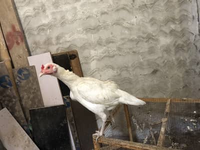 HEERA ASEEL PAIR FOR SALE