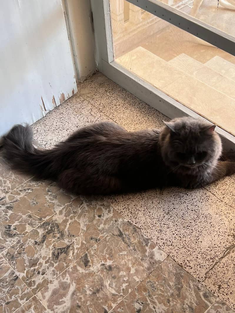 Persian cat | Tripple coated cat |Black grey  persian cat for sale 1