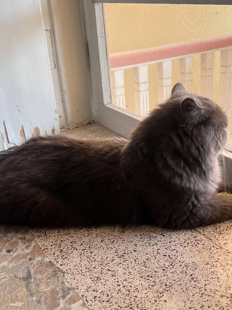 Persian cat | Tripple coated cat |Black grey  persian cat for sale 2