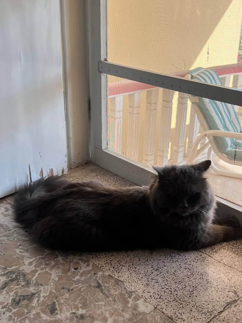 Persian cat | Tripple coated cat |Black grey  persian cat for sale 3