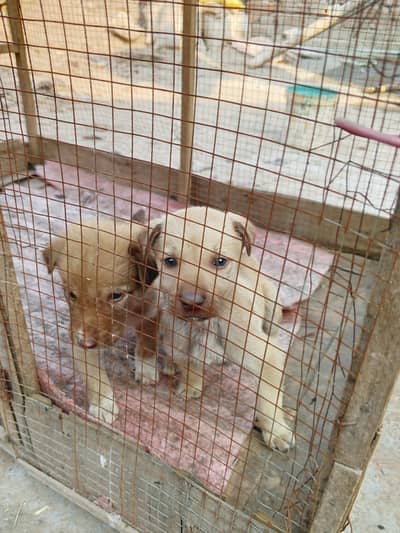 pitbull puppies male and female blue eyes