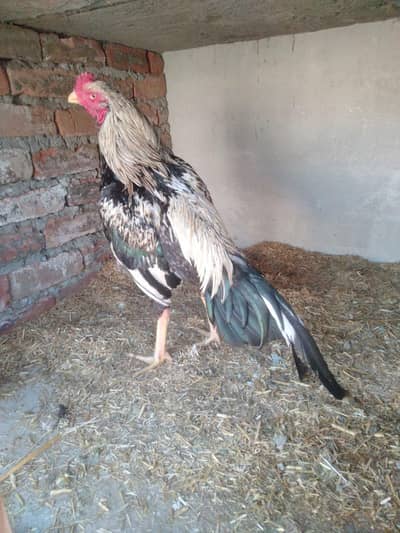 aseel patha ready for breed 100% pure aseel