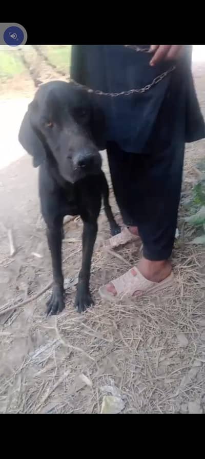 exchange pointer shikar Laga hova Hy Bolta bi Hy