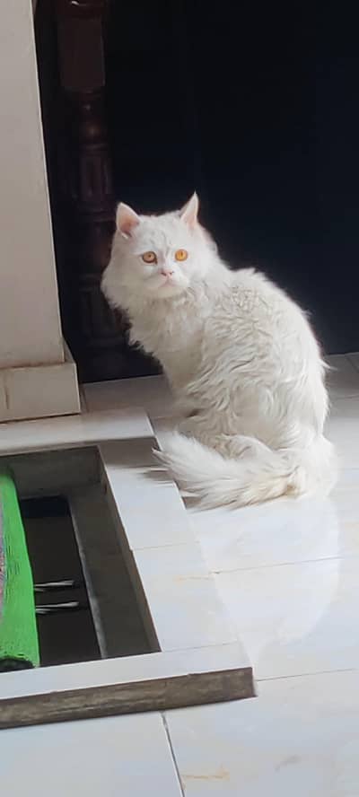 white male triple coated breeder