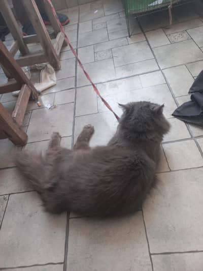 Gray Persian Cat