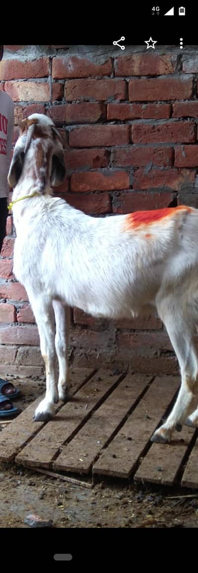 dasi tadi bakri gaban 3month