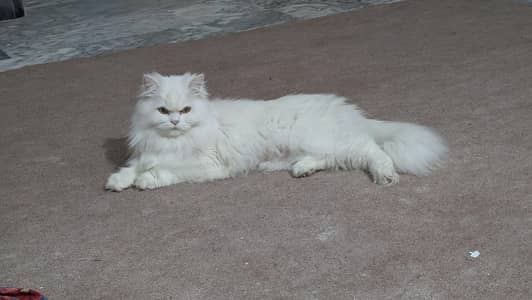 White Persian Cat