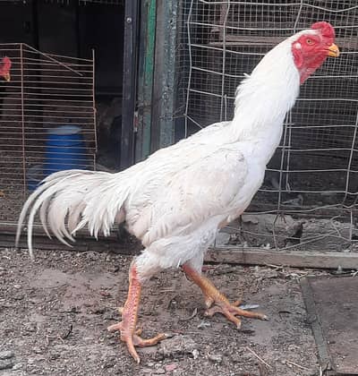 Shamo Hen, Cage for Hen, Love Birds, (pinjra)