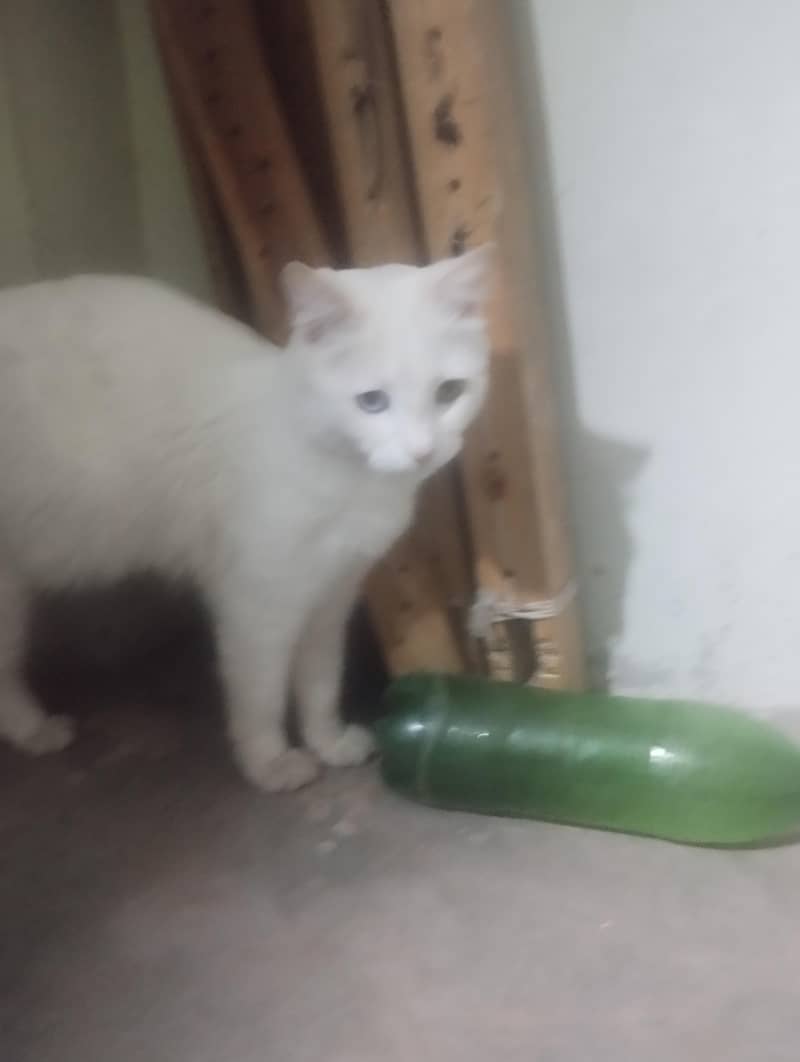 ma6948427@gmail. com 1