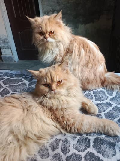 Persian cats Pair