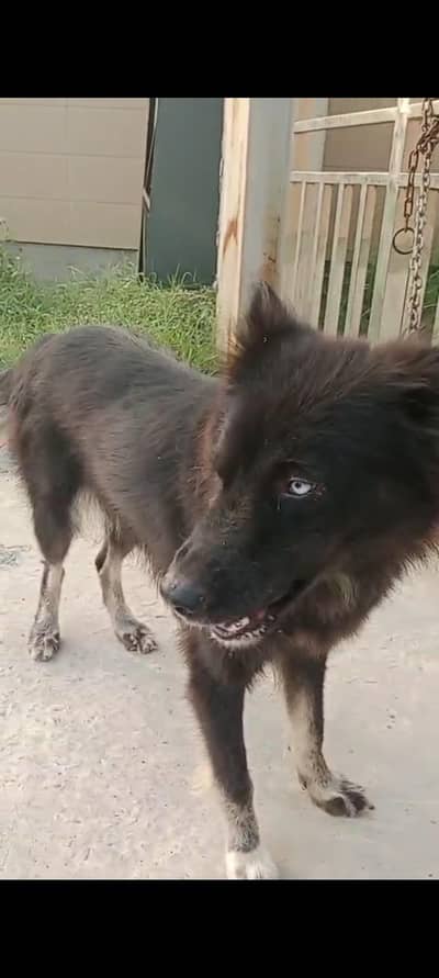 wooly coat blue eyes friendly behavior