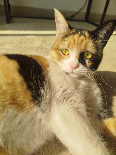 Spayed, Neutered. Female Cat. Vaccinated. Dewormed. Litter trained