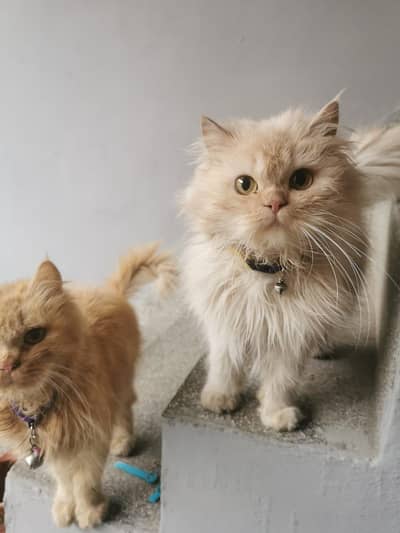 Persian Doll Face Cat