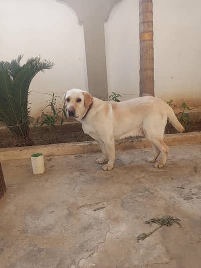 labrador labra male dog