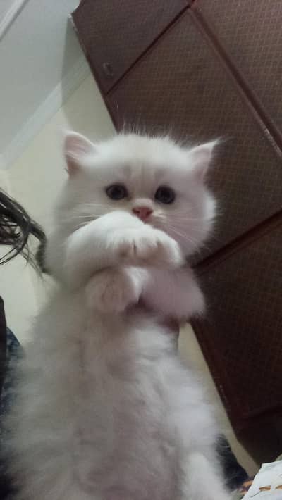 triple coated white grey Persian kittens