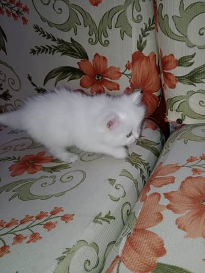 Persian tripple coated white kitten for paid adoption