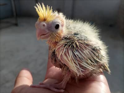 cockatiel chick for sale in sargodha