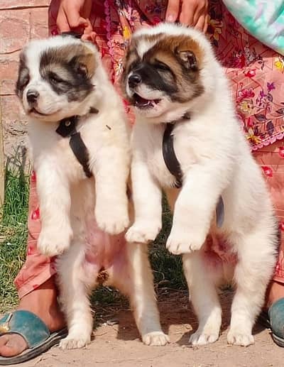 Alabai | kurdish kangal | Turkish kangal | Afghan Kuchi | kangal dog