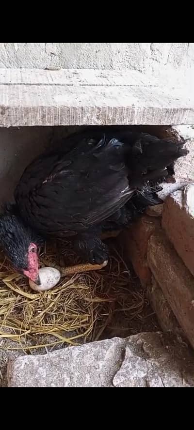 Kurak murgi | kurak hen | broody hen | kurk madi | aseel kurak murgi