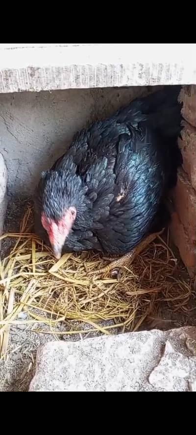 Kurak murgi | kurak hen | broody hen | kurk madi | aseel kurak murgi