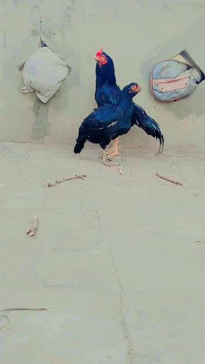 High Quality Pure Aseel Black Muska Pair Cock+Hen