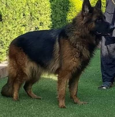 German shepherd dog male for sale