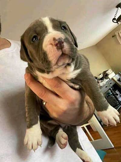 American pit bull / Pitbull / American bull puppies for sale