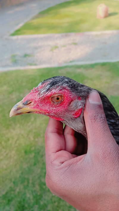 Thai x burme health and wealth