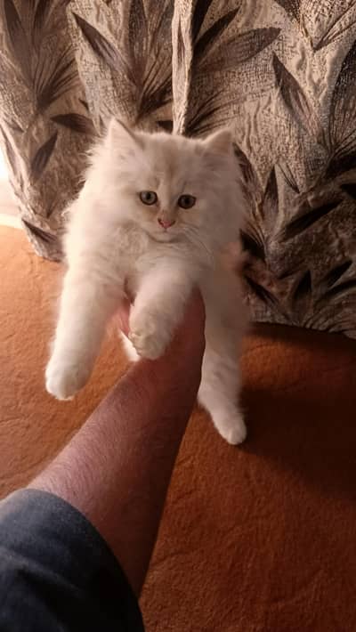 Persian male kitten