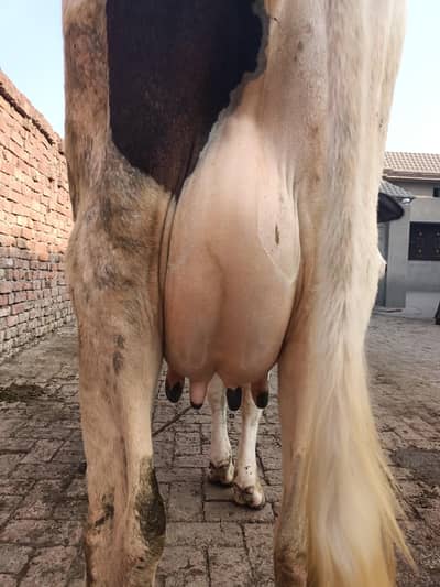 fast timer cow HF cross