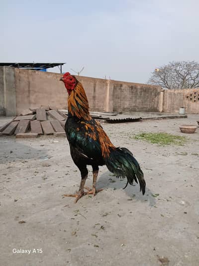 aseel beautiful mail