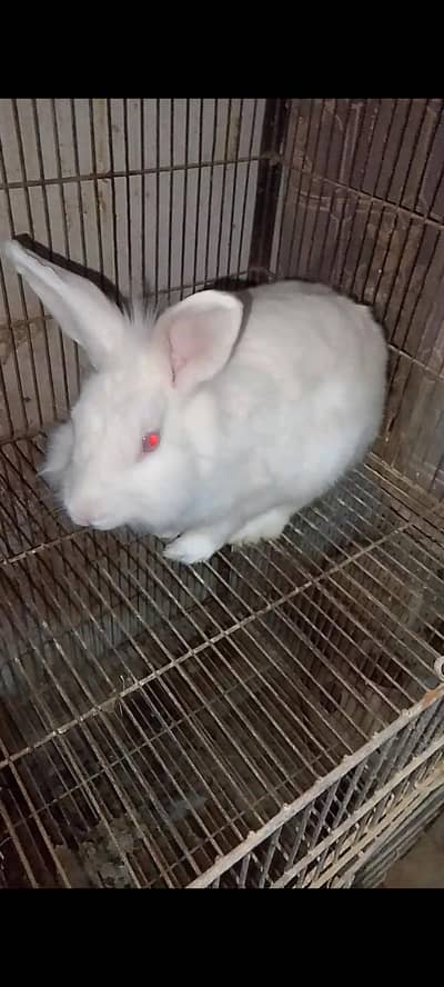 Angora Cross White Red eye Breeder Male