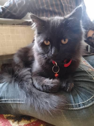 Persian cat MAFIA BLACK ‍  Rare colour
