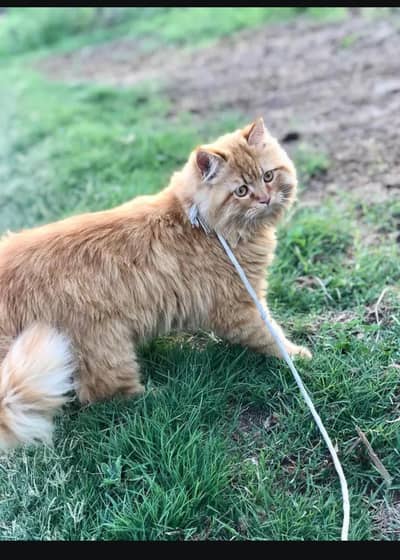 triple Cort ginger perssion male