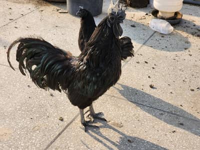 Ayam Cemani breeders for sale - Grey tongue whole lot