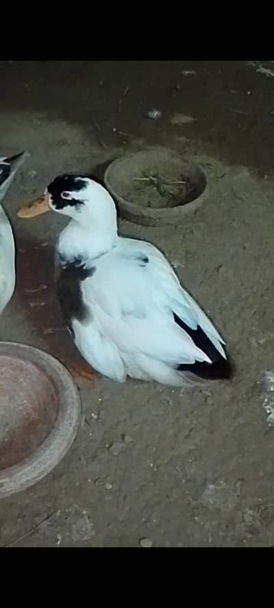 Male Breeder Duck for Sale